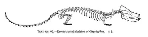 Theriodont: Oligokyphus skeleton
