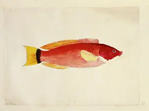 Carangidae: Oligoplites saurus, leatherjacket