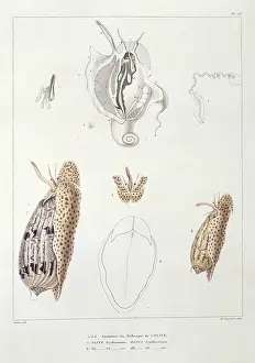 Oliva: Oliva erythrostoma