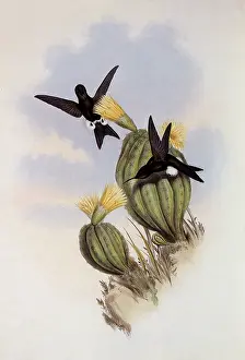Cacti: Olive-Colored Puffleg, Eriocnemis SimpleX