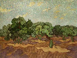 Olives: Olive Grove: Pale Blue Sky, by Van Gogh