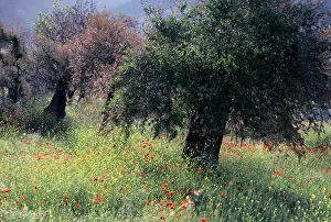 Plein: Olive grove, Thassos, Greece