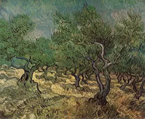 Olives: Olive Grove, by Van Gogh