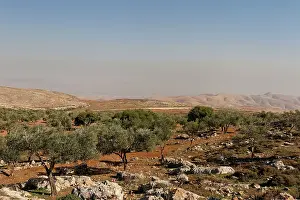 Samaria: Olive groves in Yanun