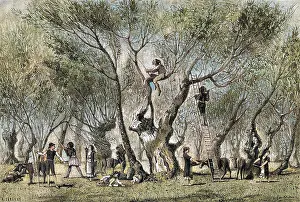 Harvested: Olive harvest in Greece