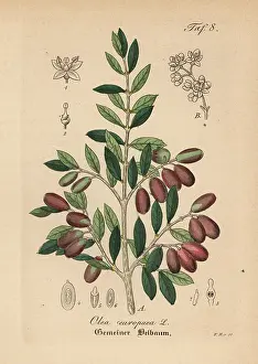 Artus: Olive, Olea europaea