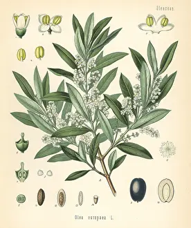 Europaea: Olive, Olea europaea