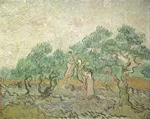 Picked: The Olive Orchard, by Van Gogh