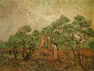 Picker: Olive Picking, by Van Gogh