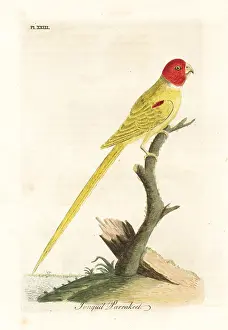 Jonquil: Olive-shouldered parrot, Aprosmictus jonquillaceus