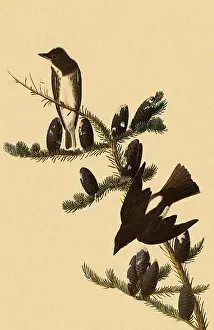 Cones: Olive-Sided Flycatcher, Nuttallornis borealis
