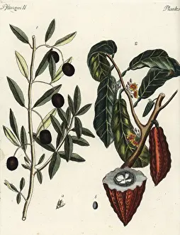Europaea: Olive tree and cacao tree