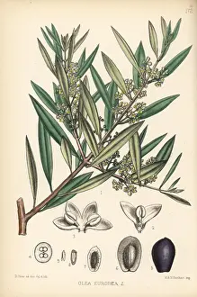 Europaea: Olive tree, Olea europaea