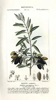Europaea: Olive tree, Olea europaea