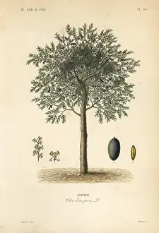 Europaea: Olive tree, Olea europaea