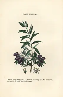 Europea: Olive tree, Olea europea