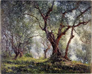 Menton: Olive trees in Menton
