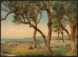 Mentone: Olive trees, Mentone, Riviera
