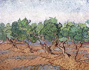 Remy: olive trees, pink sky