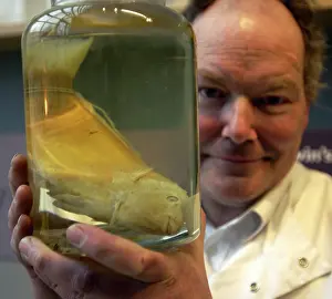 Perciform: Oliver Crimmen with Pseudoscarus lepidus specimen