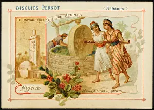 Pernot: Olives from Algeria