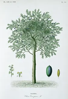 Regne: Olivier, olive tree
