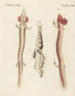 Ventral: Olm or proteus, Proteus anguinus, vulnerable