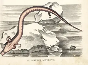 Bildersaal: Olm or proteus salamander, Proteus anguinus