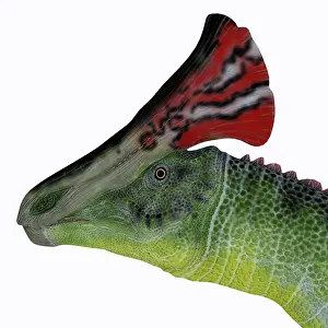 Lambeosaurinae: Olorotitan dinosaur head