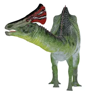Lambeosaurinae: Olorotitan dinosaur, front view