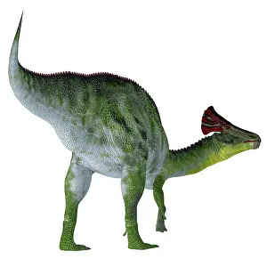 Lambeosaurinae: Olorotitan dinosaur on white background
