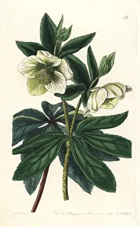 Orientalis: Olympian hellebore, Helleborus olympicus