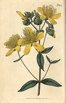 Olympian St. John's wort, Hypericum olympicum