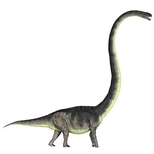 Omeisaurus: Omeisaurus dinosaur