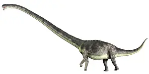 Omeisaurus: Omeisaurus dinosaur from the Jurassic Period