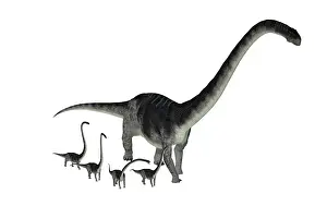 Offspring: Omeisaurus dinosaur with offspring