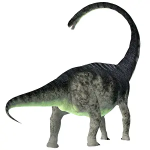Titanosaur: Omeisaurus dinosaur, rear view