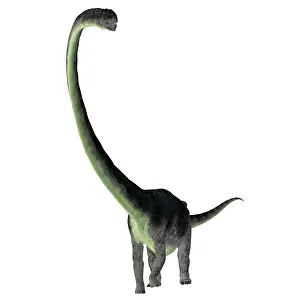 Titanosaur: Omeisaurus dinosaur, front view