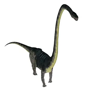 Omeisaurus: Omeisaurus dinosaur, white background