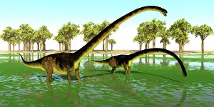 Shallow: Two Omeisaurus dinosaurs eating water plants