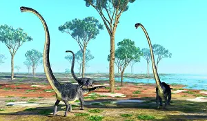 Genus: Omeisaurus dinosaurs roaming a prehistoric environment