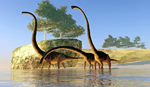 Shallow: Omeisaurus dinosaurs in shallow waters off the shoreline