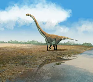 Macronaria: Omeisaurus tianfuensis, an Euhelopus auropod from the ?