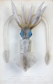 Squid: Ommastrephes sagittatus, squid