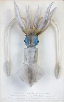 Cephalopoda: Ommastrephes sagittatus, squid
