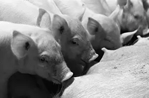 Bacon: Omskiy Bekon Company