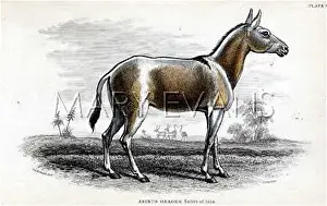 Onager: ONAGER