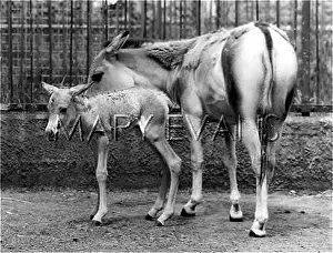 Onager: ONAGER AND FOAL