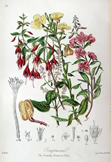 Onagraceae: Onagraceae - Evening Primrose