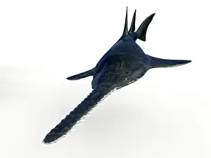 Ugliness: Onchopristis prehistoric sawfish, front view on